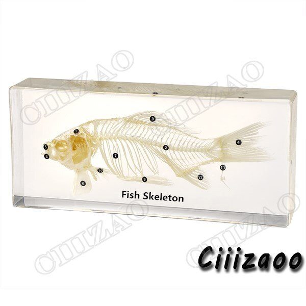 Fish Skeleton Specimen Taxidermy paperweight Collection embedded In Clear Lucite Block Embedding Specimen