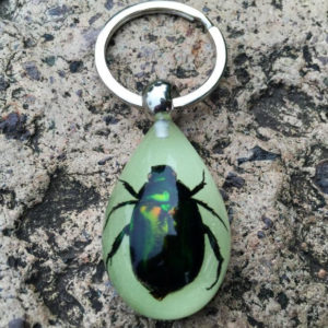 Free Shipping 16 PCS High Quality REAL NATURAL GREEN BEETLE GLOW LUCITE KEYCHAIN INSECT JEWELRY TAXIDERMY