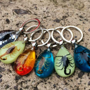Free Shipping 6 KEYCHAIN REAL SCORPION LUCITE INSECT JEWELRY CHARMING TAXIDERMY