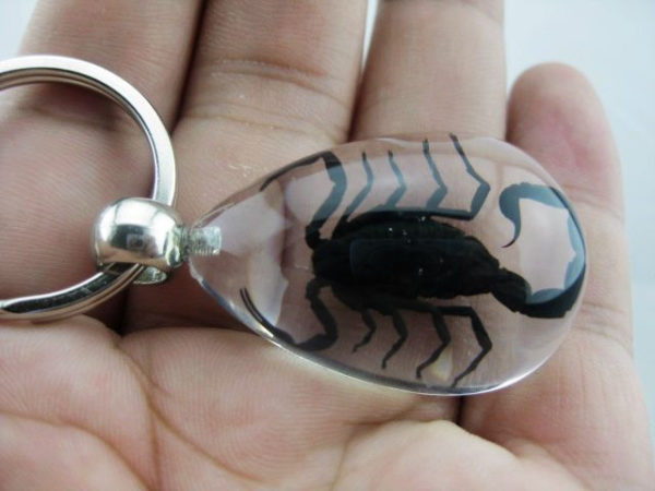 Free Shipping High Quality 10 PCS Clear Lucite Drop Keychain Nice GENUINE Black Scorpion TAXIDERMY GL01