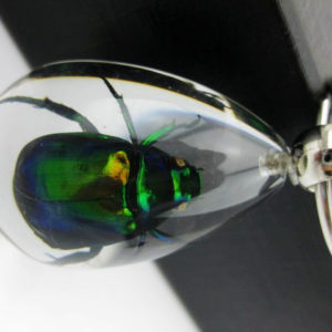 Free Shipping High Quality 12PCS Colorful Scarab Beetle metallic shining Insect Specimen Key Ring Clear TAXIDERMY GL1