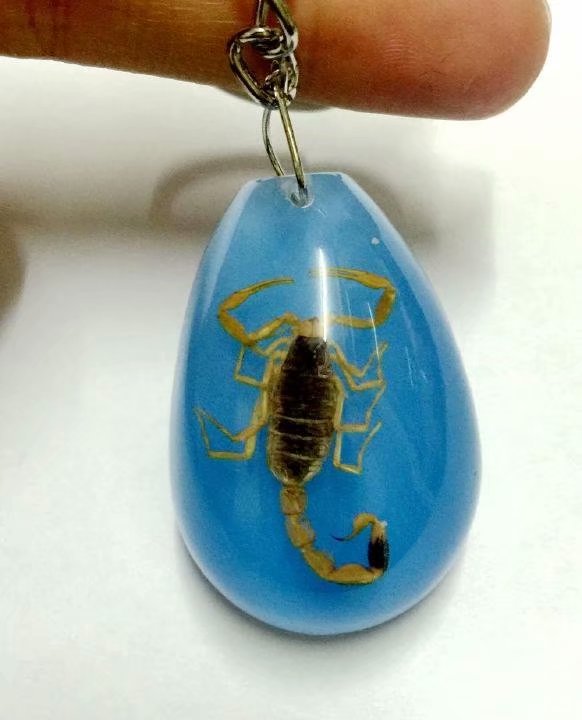 Free Shipping yqtdmy Specimen Insect Keychain Specimens Collecting Hot Taxidermy Gift Accessorie