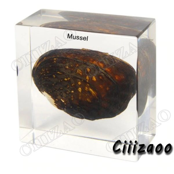Freshwater Mussel specimen paperweight Taxidermy Collection embedded In Clear Lucite Block Embedding Specimen