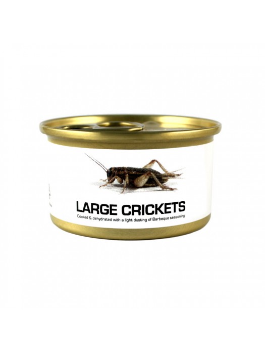 Fried Edible Big Crickets