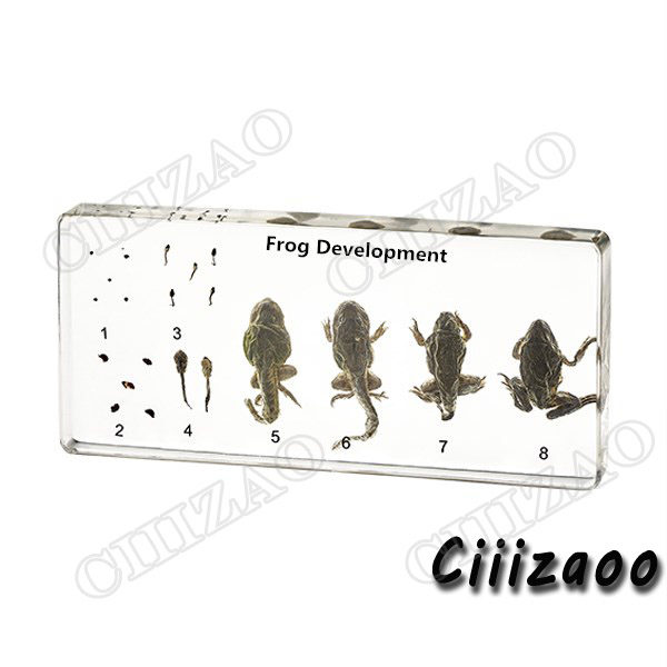 Frog Development specimen paperweight Taxidermy Collection embedded In Clear Lucite Block Embedding Specimen