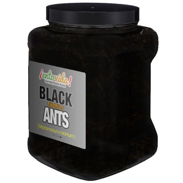 GOURMET BLACK ANTS