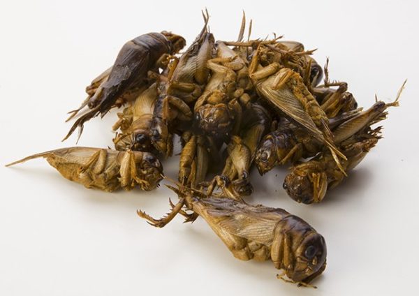Giant crickets (Brachytrupes portentosus)