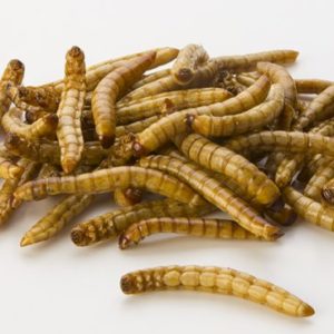 Giant worms (Zophobas Morio)