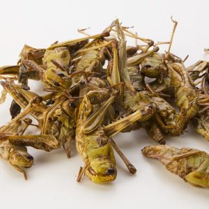 Grasshoppers (Orthoptera)