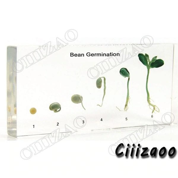 Bean Germination Specimen paperweight Taxidermy Collection embedded In Clear Lucite Block Embedding Specimen