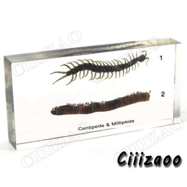Centipede & Millipede specimen animal paperweight Taxidermy Collection embedded In Clear Lucite Block Embedding Specimen