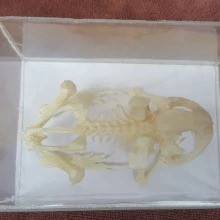 Handemade Frog Skeleton Real Toad skeleton Bone Skeleton Intermediate Animal Taxidermy wares Bar Weird Stuff Teaching frog