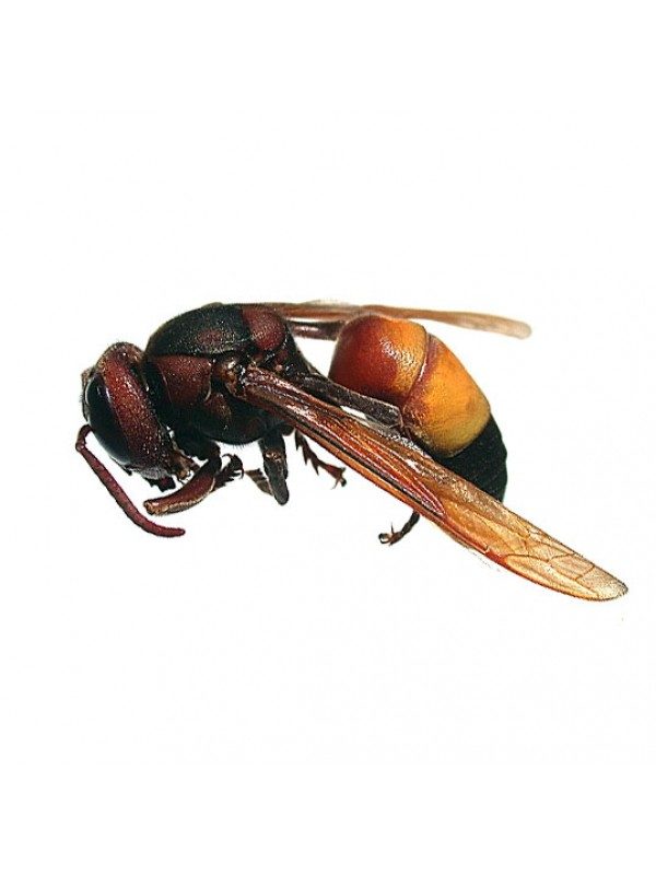 Honey Roasted Giant Hornet Larvae