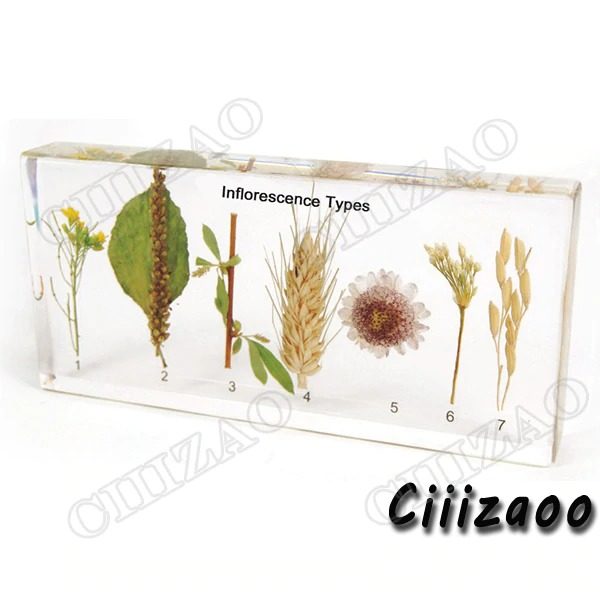Inflorescence Types Specimen paperweight Taxidermy Collection embedded In Clear Lucite Block Embedding Specimen