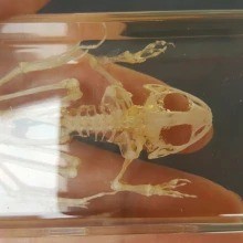 Kid Gift Real Frog skeleton Bone Skeleton Intermediate Animal Taxidermy oddies Kids gift Teaching Wierd, Strange, Odd Toad