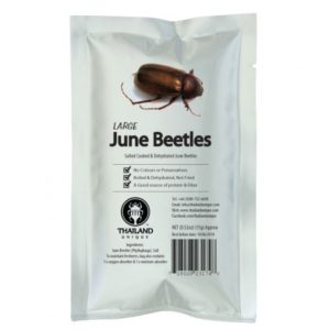 Large Edible June Beetles