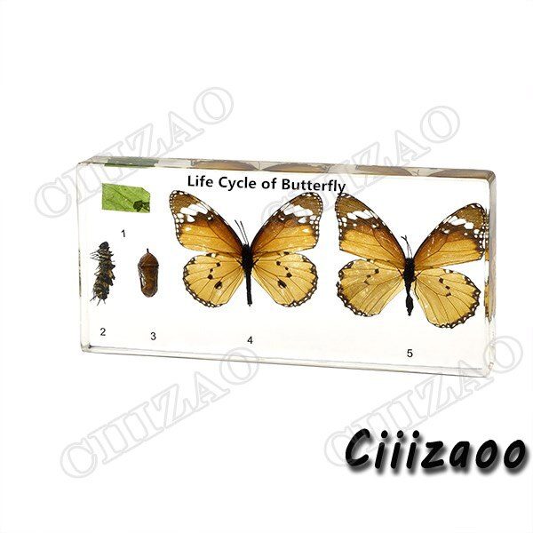 Life Cycle of Butterfly (Danaus chrysippus) paperweight Taxidermy Collection embedded In Clear Lucite Block Embedding Specimen