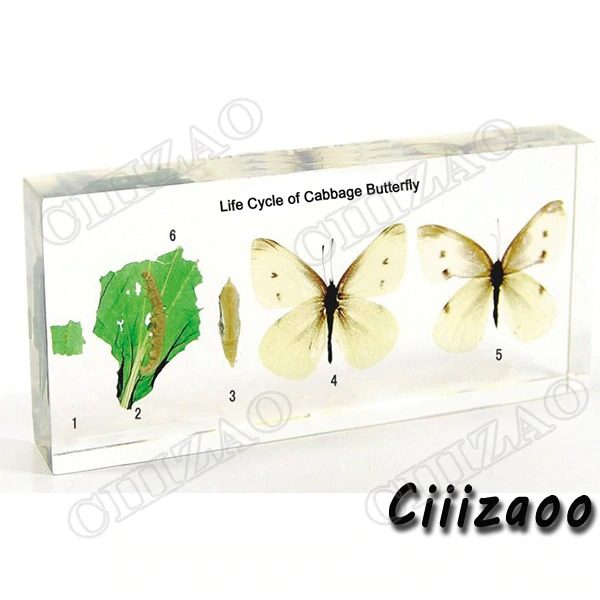 Life Cycle of Cabbage Butterfly specimen paperweight Taxidermy Collection embedded In Clear Lucite Block Embedding Specimen