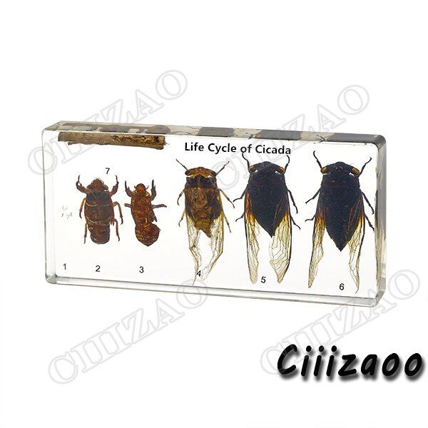 Life Cycle of Cicada specimen paperweight Taxidermy Collection embedded In Clear Lucite Block Embedding Specimen