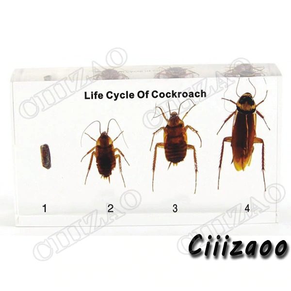 Life Cycle of Cockroach specimen paperweight Taxidermy Collection embedded In Clear Lucite Block Embedding Specimen