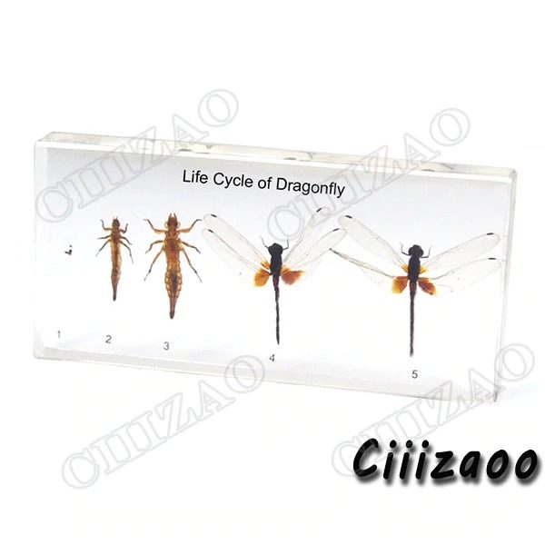 Life Cycle of Dragonfly specimen paperweight Taxidermy Collection embedded In Clear Lucite Block Embedding Specimen