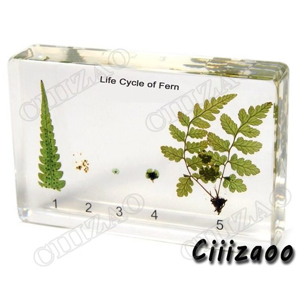 Life Cycle of Fern Specimen paperweight Taxidermy Collection embedded In Clear Lucite Block Embedding Specimen