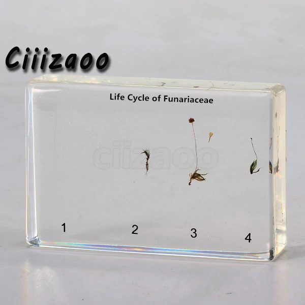 Life Cycle of Funariaceae Specimen paperweight Taxidermy Collection embedded In Clear Lucite Block Embedding Specimen