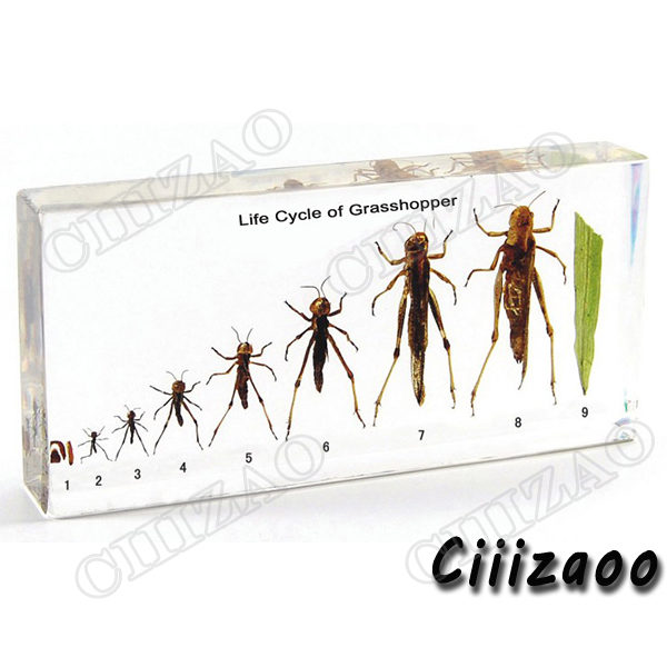 Life Cycle of Grasshopper specimen paperweight Taxidermy Collection embedded In Clear Lucite Block Embedding Specimen