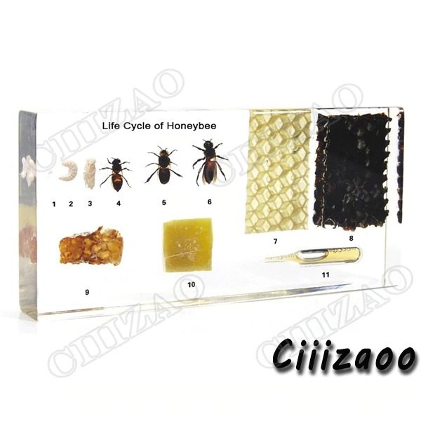 Life Cycle of Honeybee specimen paperweight Taxidermy Collection embedded In Clear Lucite Block Embedding Specimen