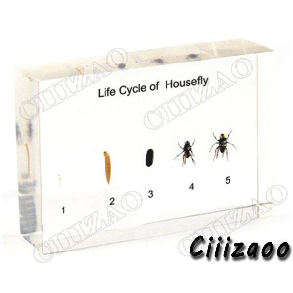 Life Cycle of Housefly specimen paperweight Taxidermy Collection embedded In Clear Lucite Block Embedding Specimen
