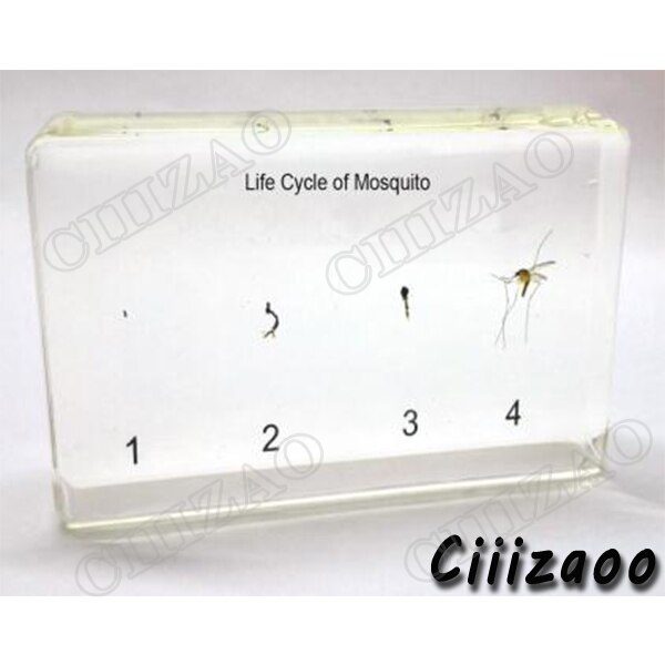 Life Cycle of Mosquito Specimen paperweight Taxidermy Collection embedded In Clear Lucite Block Embedding Specimen