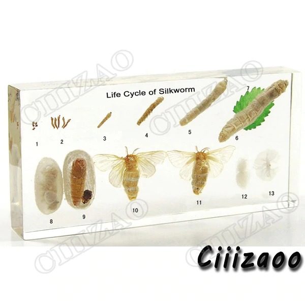 Life Cycle of Silkworm specimen paperweight Taxidermy Collection embedded In Clear Lucite Block Embedding Specimen