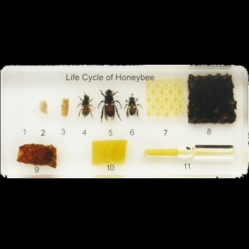 Life Cycle of a Honey Bee