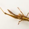 Locusts (Pantanga Succinct)
