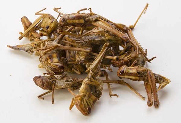 Locusts (Pantanga Succinct)