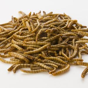Mealworms (Tenebrio Molitor)