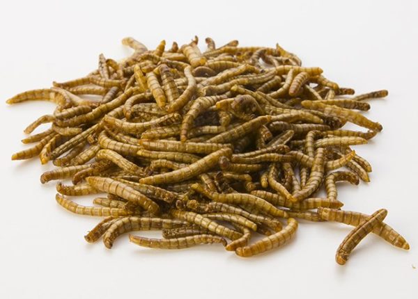 Mealworms (Tenebrio Molitor)
