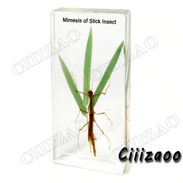 Mimesis of Stick Insect specimen animal paperweight Taxidermy Collection embedded In Clear Lucite Block Embedding Specimen