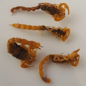 Edible Golden Manchurian Scorpion
