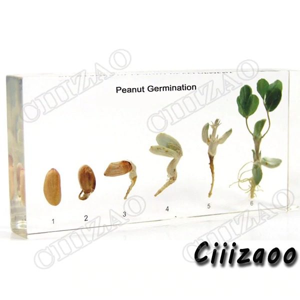 Peanut Germination Specimen paperweight Taxidermy Collection embedded In Clear Lucite Block Embedding Specimen