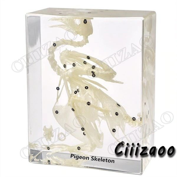 Pigeon Skeleton Specimen Taxidermy paperweight Collection embedded In Clear Lucite Block Embedding Specimen