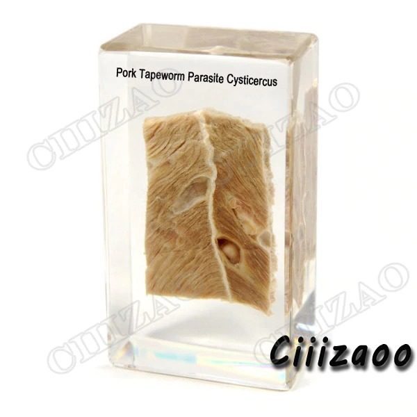 Pork Tapeworm Parasite Cysticercus specimen paperweight Taxidermy Collection embedded In Clear Lucite Block Embedding Specimen