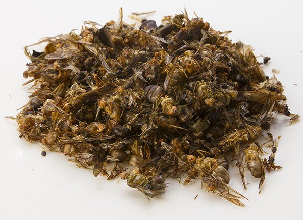 Queen Weaver Ants (Oecophylla Smaragdina)