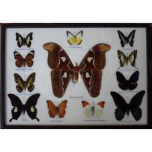 REAL 12 BEAUTIFUL BUTTERFLIES MOTH COLLECTION TAXIDERMY IN FRAME