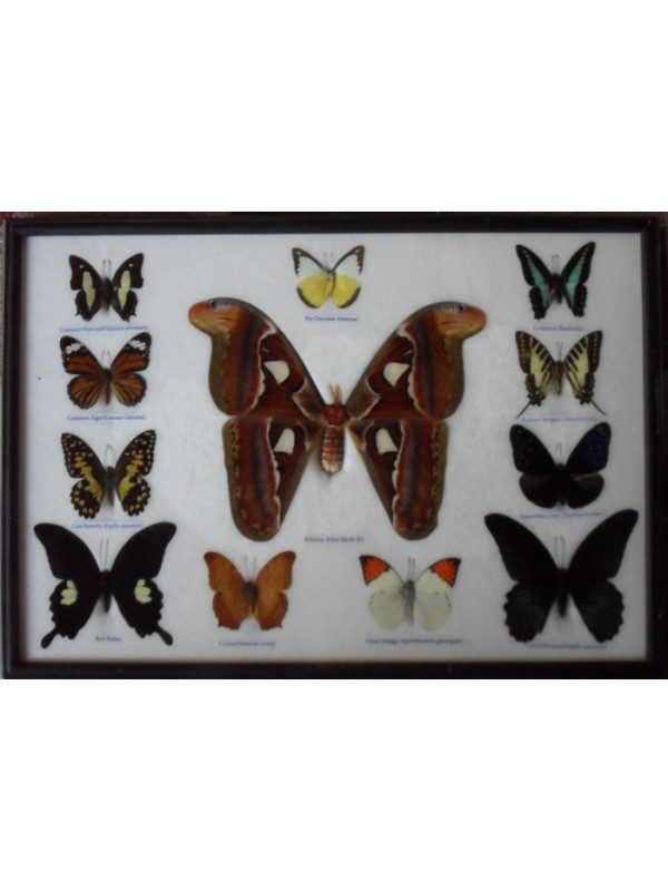 REAL 12 BEAUTIFUL BUTTERFLIES MOTH COLLECTION TAXIDERMY IN FRAME