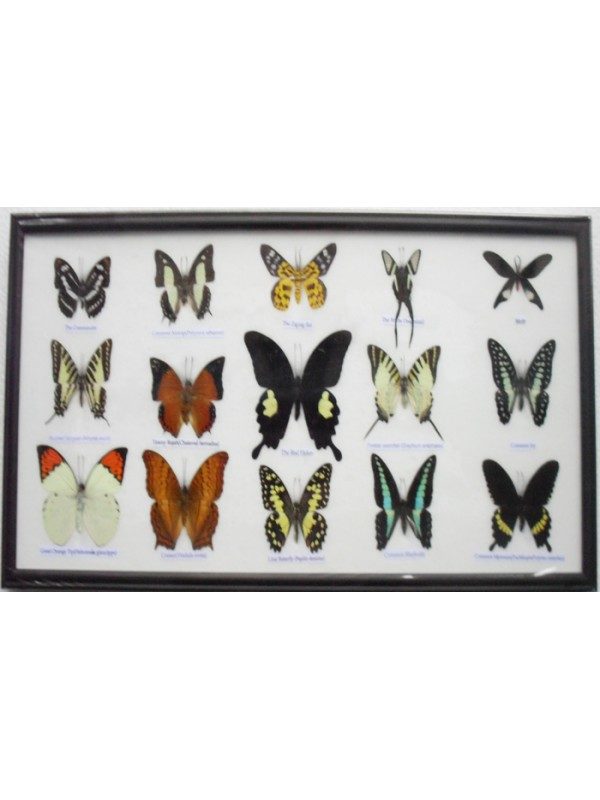 REAL 15 BEAUTIFUL FRAMED BUTTERFLIES ART COLLECTIONS IN GLASS FROM THAILAND TAXIDERMY