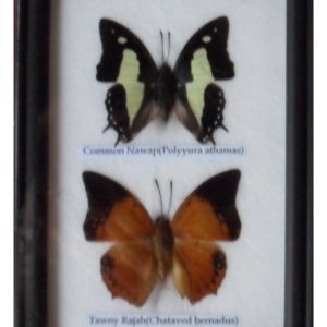 REAL 2 BEAUTIFUL BUTTERFLY COLLECTION IN FRAME