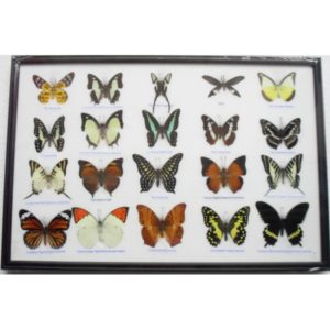 REAL 20 MIX BUTTERFLIES COLLECTION TAXIDERMY FRAMED