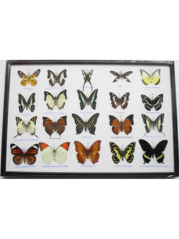 REAL 20 MIX BUTTERFLIES COLLECTION TAXIDERMY FRAMED
