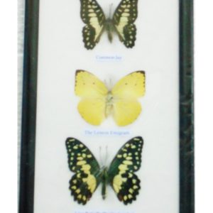 7 REAL BUTTERFLY VERTICAL COLLECTION TAXIDERMY FRAMES